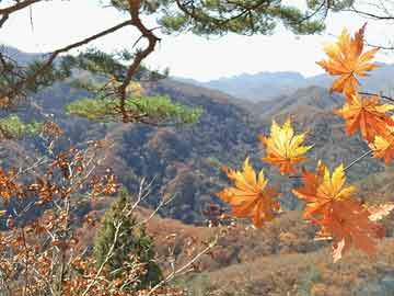 苹果手机拆包测评（苹果手机拆电池教程）